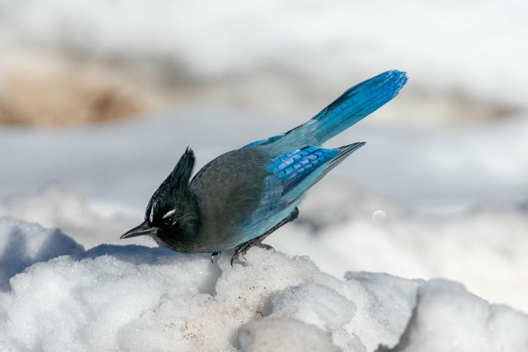 Steller's Jay